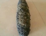 Dried Sea Cucumber