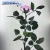 Import dubai fresh flower importers preserved cut fresh flower long stem bouquet from China