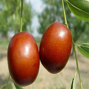 Egyptian sweet fresh dates importers with low prices