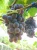 Import export fresh fruit Sweet fresh red Red grape/Green grape/Bulk grape at wholesale price from China