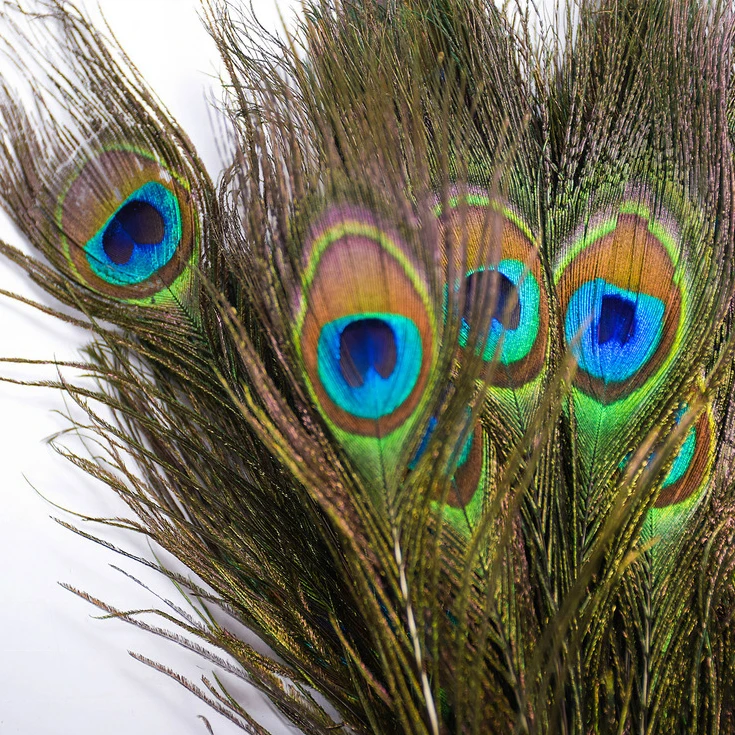 Factory Wholesale Big Eye Natural Peacock Feather Peacock