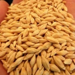 Feed barley for Sale