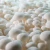 Import Finc fresh White Beech Mushroom from China