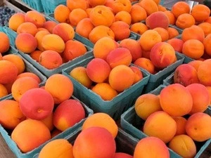 Fresh Apricots from South Africa _ Fresh Apricots Class 1