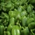 Import Fresh Bell Peppers Orange Mild Spicy Capsicum from South Africa
