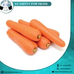 Fresh Carrot from Egypt