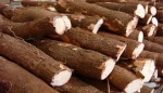 Fresh Cassava / Tapioca / Manioc / Yucca Roots / Casabe