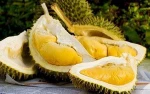 Fresh Durian Best Price