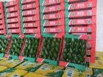 Fresh Hass and Fuerte Avocado Available NOW