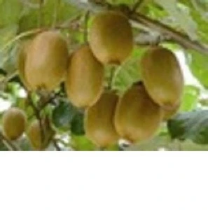Fresh Kiwi Fruit from South Africa