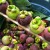 Import Fresh MANGOSTEEN New Crop 2019 for USA Wholesale Price! from Thailand
