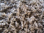 Fresh Old Ginger for Oil Extracting/ Food Grade consumption fromVietnam