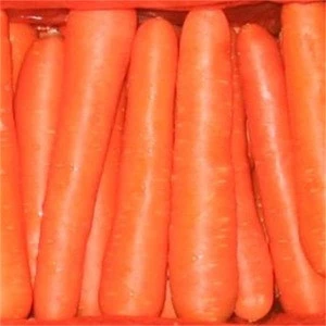 Fresh Organic Sweet Carrots