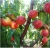 Import Fresh Peaches &amp; nectarines from China
