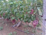 fresh red grape