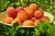 Import Fresh Red sweet peaches from Ukraine from Ukraine