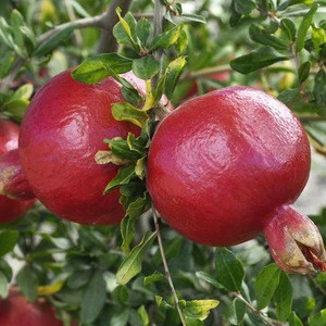 Fresh Red Sweet Pomegranate