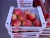 Import Fresh Red/Sweet pomegranate/ pomegranate wonderful /fresh fruit of pomogranate HOT from Egypt