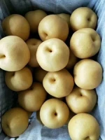 fresh Yellow Pear/Fengshui Pear