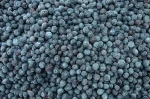 frozen blueberry fruit--iqf blueberries wild fresh blueberries wholesale