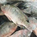 Frozen Whole Round Tilapia Fish