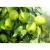 Import gansu zaosu pear picks fresh fruits in current season fresh asian pear common pear from China