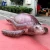 Import Giant outdoor inflatable sea turtle animal from China