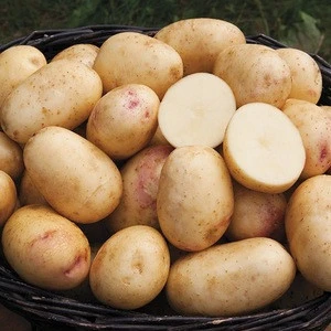 Grade A Fresh Diamond Potato