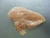 Import Halal Frozen Chicken Breast fillet boneless skinless from China