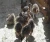 Import Healthy Ostrich Chicks/ Live Ostrich chicks for sale from South Africa