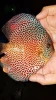 High Quality Discus Fish Malaysia