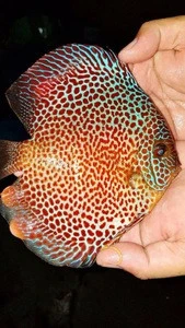 High Quality Discus Fish Malaysia