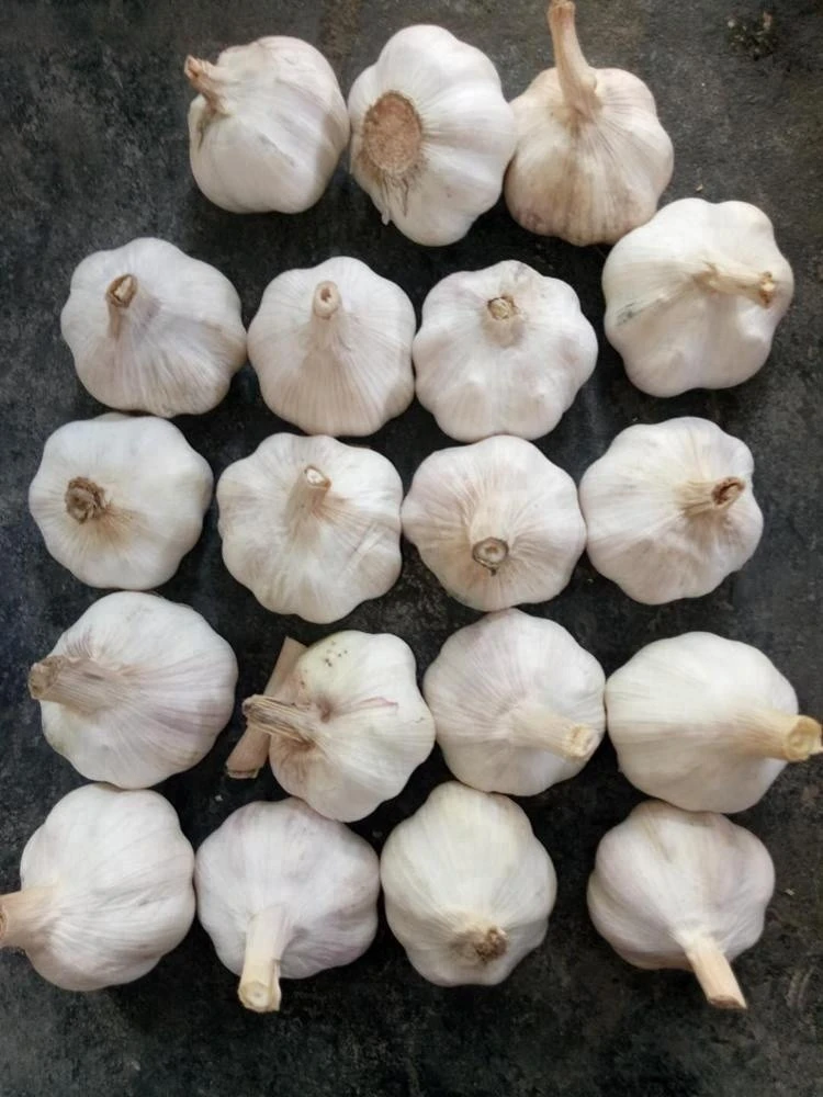 High Quality Fresh Normal White Galic Purple Garlic Red Garlic
