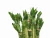 Import high quality horticultural products green plant lotus bamboo in Zhanjiang from China