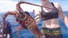High quality live Lobster for sale / frozen Lobster