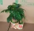 Import high quality low price promotion popular  Pachira Fortune tree ornamental live real natural plant from China