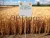 High Quality Russian Wheat Class A for milling and food
