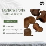 High Quality Wholesale Natural Badam Pod for DIY, Crafts, Potpourri Events Decor & Other Decor
