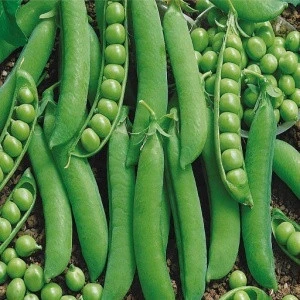 High yield vegetable seed long bean seeds for sale