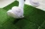 Import Home Garden Grass Carpet Outdoor Artificial Turf Artificial Grass & Sports Flooring Rug from China