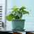 Import Hot Sale Outdoor Decoration Seedling Flower Planter Plastic Nursery Pots Garden Pot for Plants from China