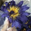 HOV4009 Lan lian hua Wholesale Premium Natural Organic Blue Lotus Flower tea blue lotus bulk