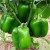 Import Hybrid Red Hot Chili Pepper Seeds For Sale from India