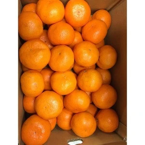 Ideal gift for all occasions fresh citrus fruit with high quality