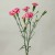 Import Kunming Dounan Flower Center Direct Sale Cut Fresh Flowers Wholesale Spray Carnation from China