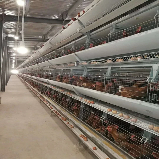 Layer chicken farm poultry battery cages