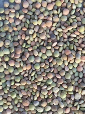 Lentil/green lentil newest crop