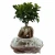 Import Live plant bonsai ficus S-shaped bonsai ficus ornamental bonsai ficus from China