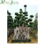 Import Living Plant Ficus Bonsai from China