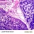 Import Lymph Node Section histology slide for education used , prepared microscope slides from China